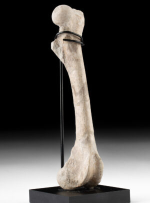 Lot 129, Auction 4/20/2026: Prehistoric Complete Oreodont Femur Bone Fossil
