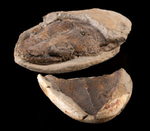 Lot 121, Auction 4/20/2026: Permian Amphibian Skull Fossil - Edingerella