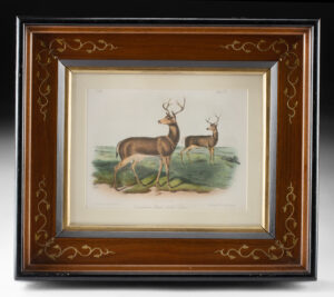 Lot 223a, Auction 4/20/2026: 19th C. Audubon Lithograph, Columbian Black-Tailed Deer