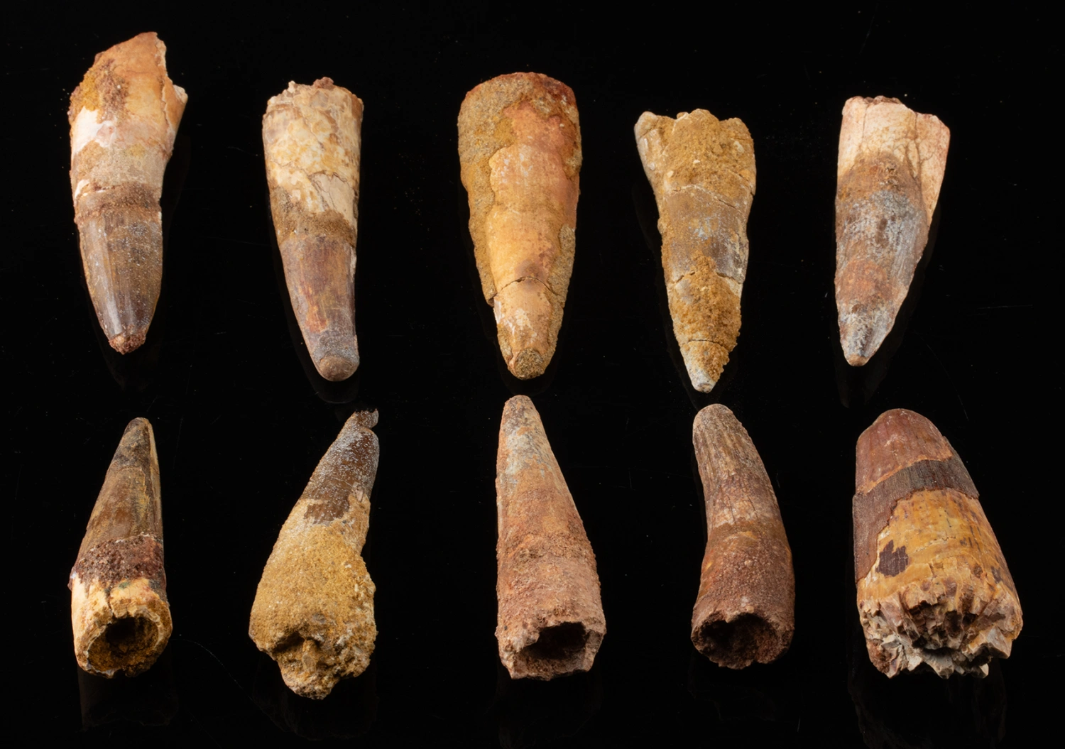 Early Cretaceous Fossilized Spinosaurus Teeth (1) (Auction 2026-06-05, Lot 133A)