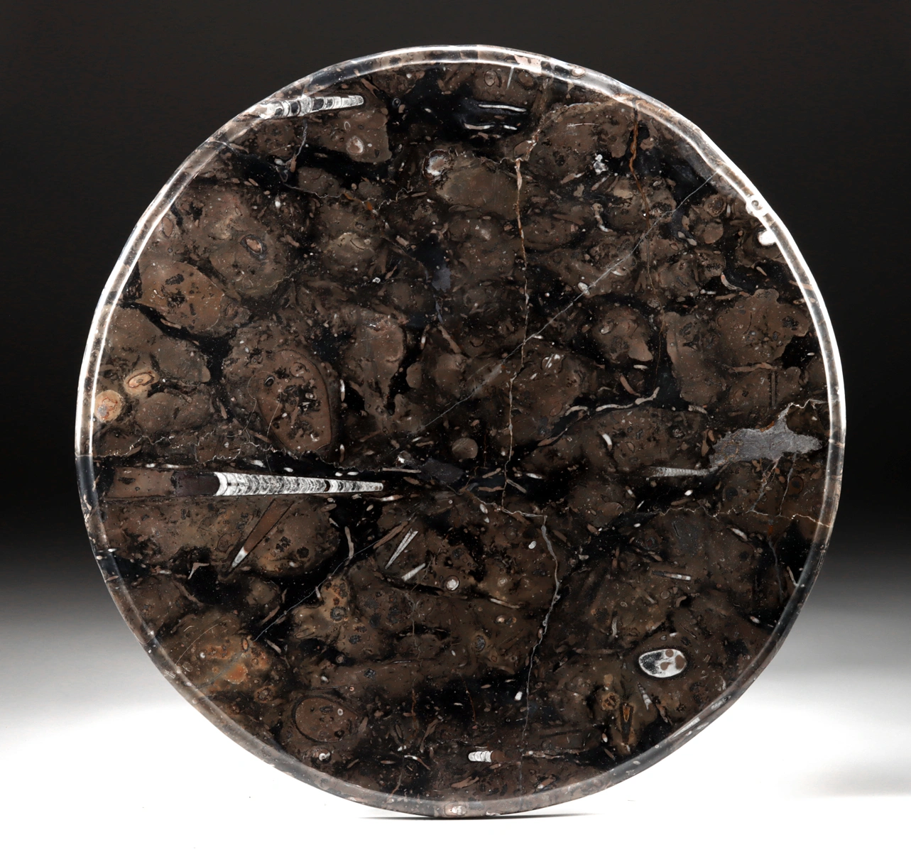 Fossilized Tabletop Slab with Orthoceras & Ammonites (Auction 2026-06-05, Lot 125B)
