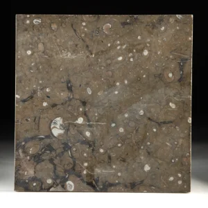 Ammonite & Orthoceras Shell Fossil Tile - Polished Black Slab (Auction 2026-06-05, Lot 134B)