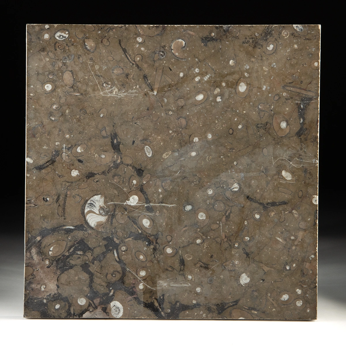 Ammonite & Orthoceras Shell Fossil Tile - Polished Black Slab (Auction 2026-06-05, Lot 134B)
