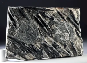 Large Orthoceras Fossil Stone Panel (Auction 2026-06-05, Lot 141)