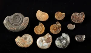 Ammonite Fossil Collection, Polished & Iridescent (Auction 2026-06-05, Lot 139)