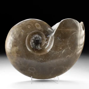 Carved Stone w/ Ammonite Fossilized Shell (Auction 2026-05-29, Lot 8A)