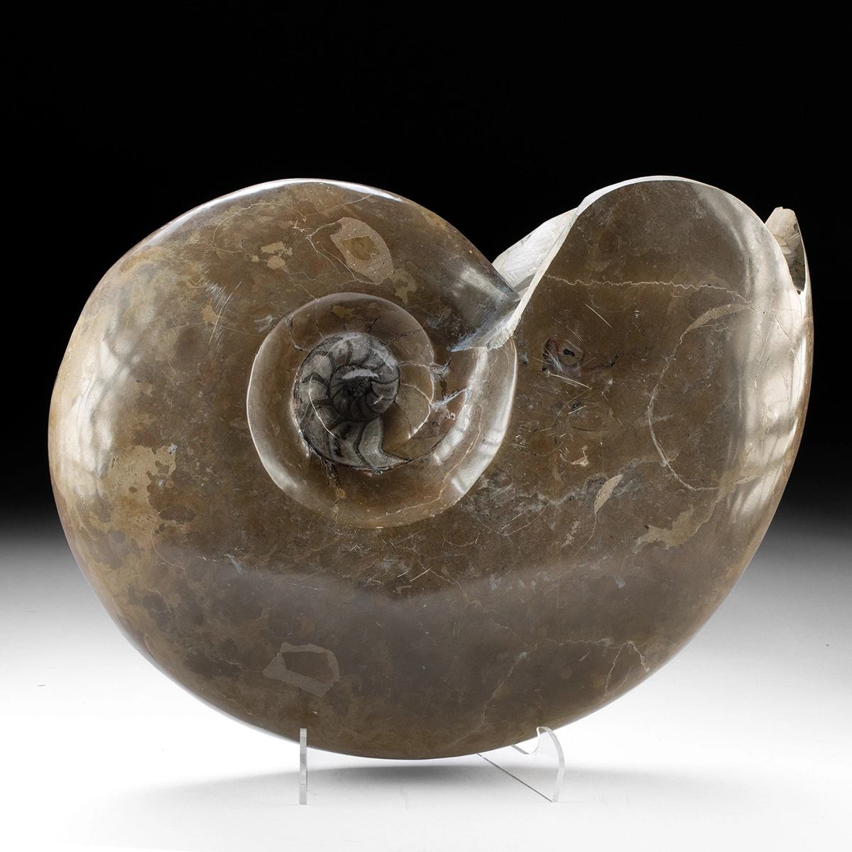 Carved Stone w/ Ammonite Fossilized Shell (Auction 2026-05-29, Lot 8A)