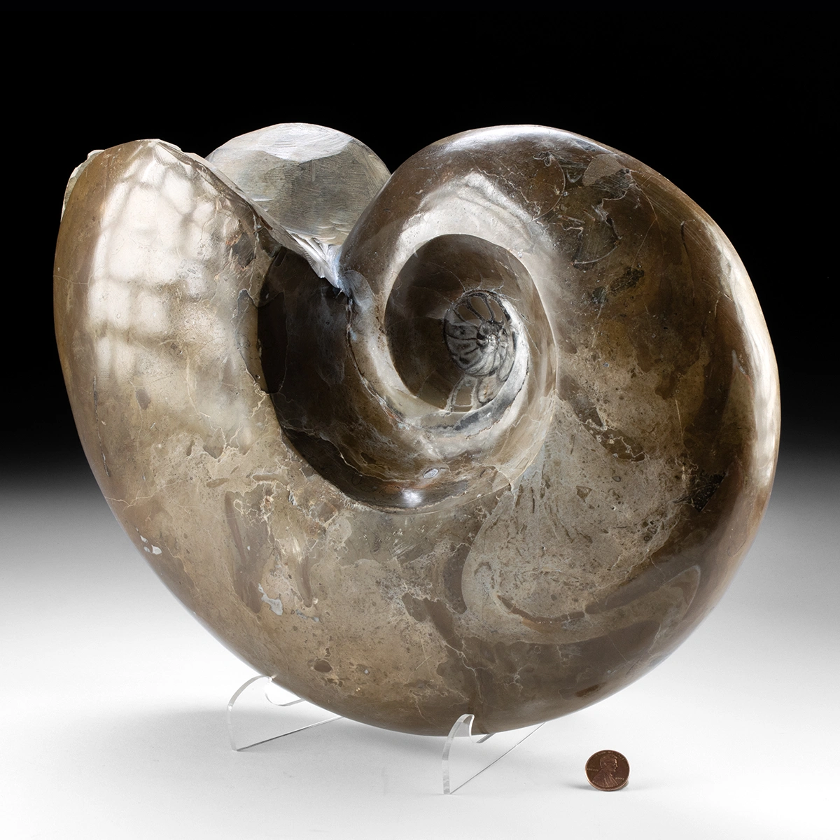 Carved Stone w/ Ammonite Fossilized Shell (Auction 2026-05-29, Lot 8A) - Image 3