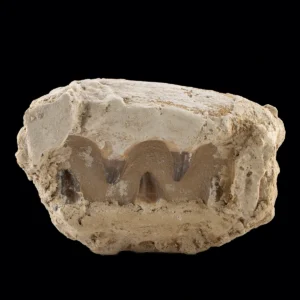 Cretaceous Fossil Mosasaur Teeth in Plaster Composite (Auction 2026-06-05, Lot 132A)