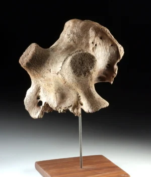 Pleistocene Kansas Cervid Skull Fragment w/ Horn Cores (Auction 2026-06-05, Lot 135)