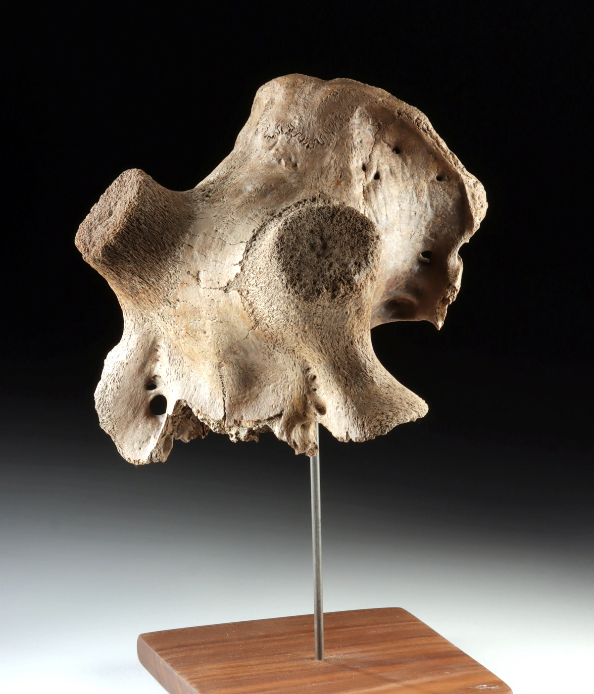 Pleistocene Kansas Cervid Skull Fragment w/ Horn Cores (Auction 2026-06-05, Lot 135)