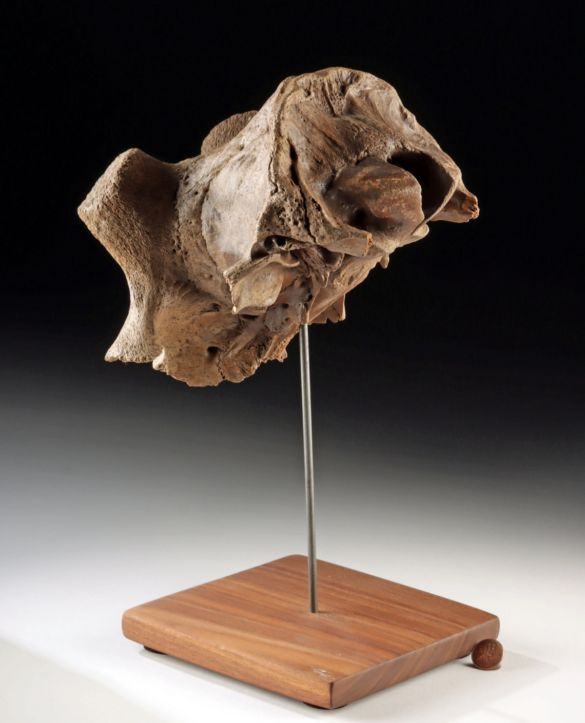 Pleistocene Kansas Cervid Skull Fragment w/ Horn Cores (Auction 2026-06-05, Lot 135) - Image 4