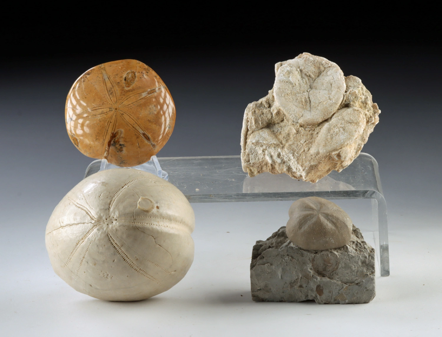 For Prehistoric Fossilized Sand Dollars & Sea Urchins (Auction 2026-06-05, Lot 124A)