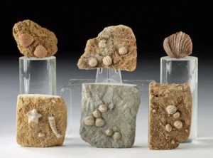 Marine Fossils - Brachiopod Shells & Echinoderms (Auction 2026-06-05, Lot 129)