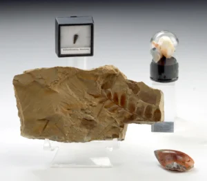 Dinosaur Tooth, Plant Fossil & 6 Opal Specimens (Auction 2026-06-05, Lot 132B)