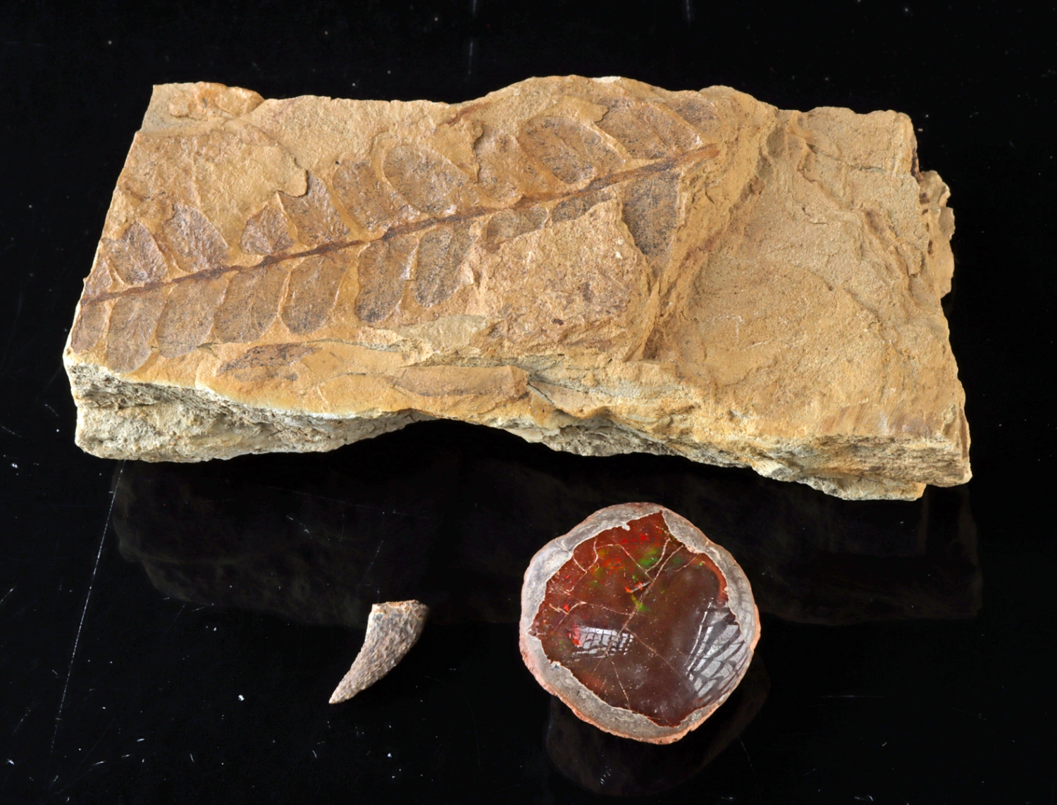 Fossilized Fern Frond, Dinosaur Tooth, & Chocolate Opal (Auction 2026-06-05, Lot 132)