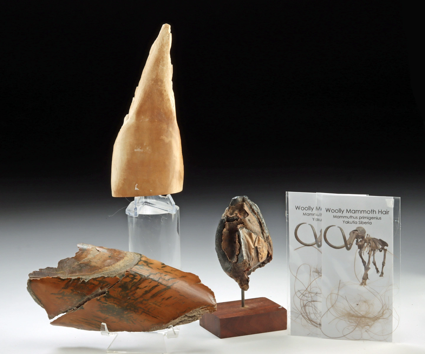 Wooly Mammoth Tusk Frags, Fur, & Wooly Rhino Tooth (Auction 2026-06-05, Lot 134A)