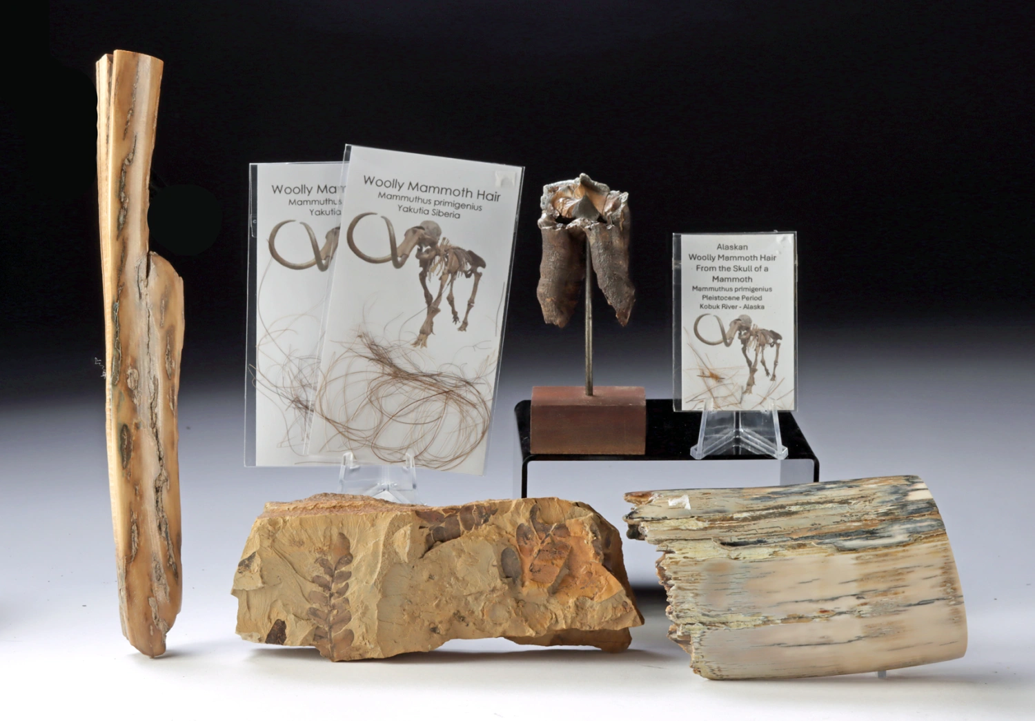 Mammoth Ivory, Fur, Woolly Rhino Tooth & Fern Fossil (Auction 2026-06-05, Lot 126A)