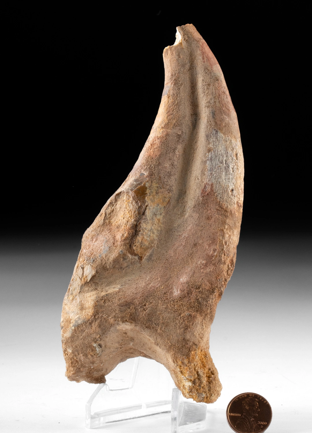 Spinosaurus aegyptiacus Claw - Dinosaur Fossil (Auction 2026-05-29, Lot 9) - Image 3