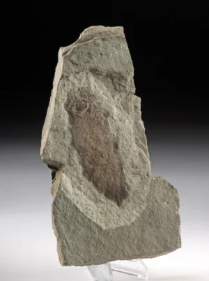 Prehistoric Scaumenacia Lungfish Fossil in Stone Matrix (Auction 2026-06-05, Lot 130)