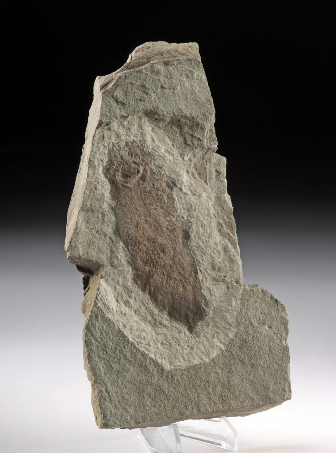 Prehistoric Scaumenacia Lungfish Fossil in Stone Matrix (Auction 2026-06-05, Lot 130)