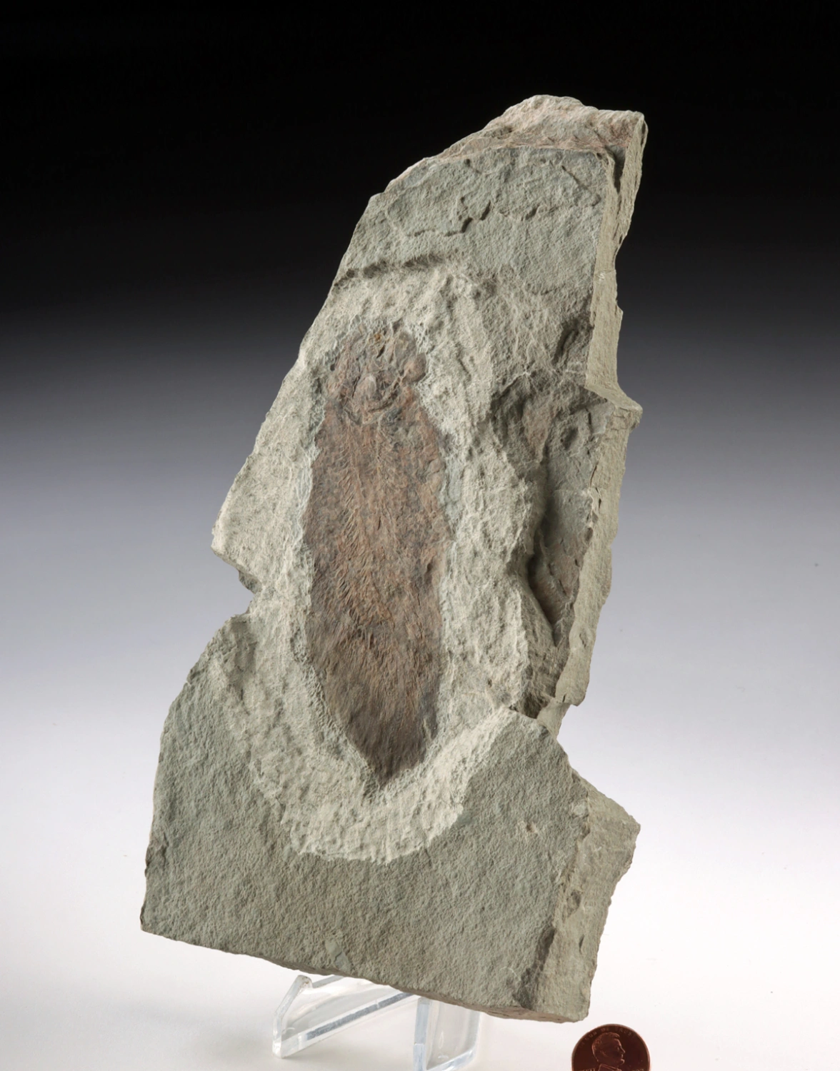 Prehistoric Scaumenacia Lungfish Fossil in Stone Matrix (Auction 2026-06-05, Lot 130) - Image 3