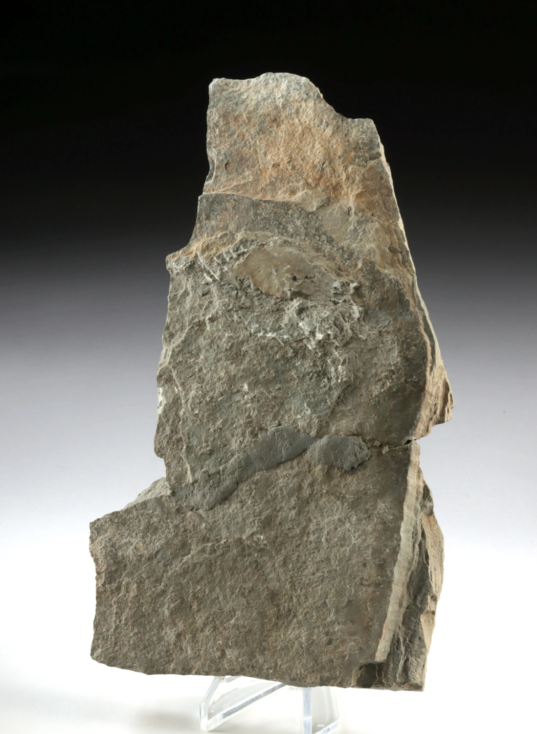 Prehistoric Scaumenacia Lungfish Fossil in Stone Matrix (Auction 2026-06-05, Lot 130) - Image 4