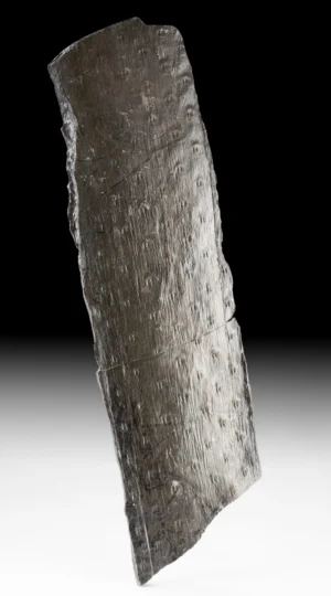 Carboniferous Fossilized Lycopod Root - Stigmaria (Auction 2026-06-05, Lot 130A)