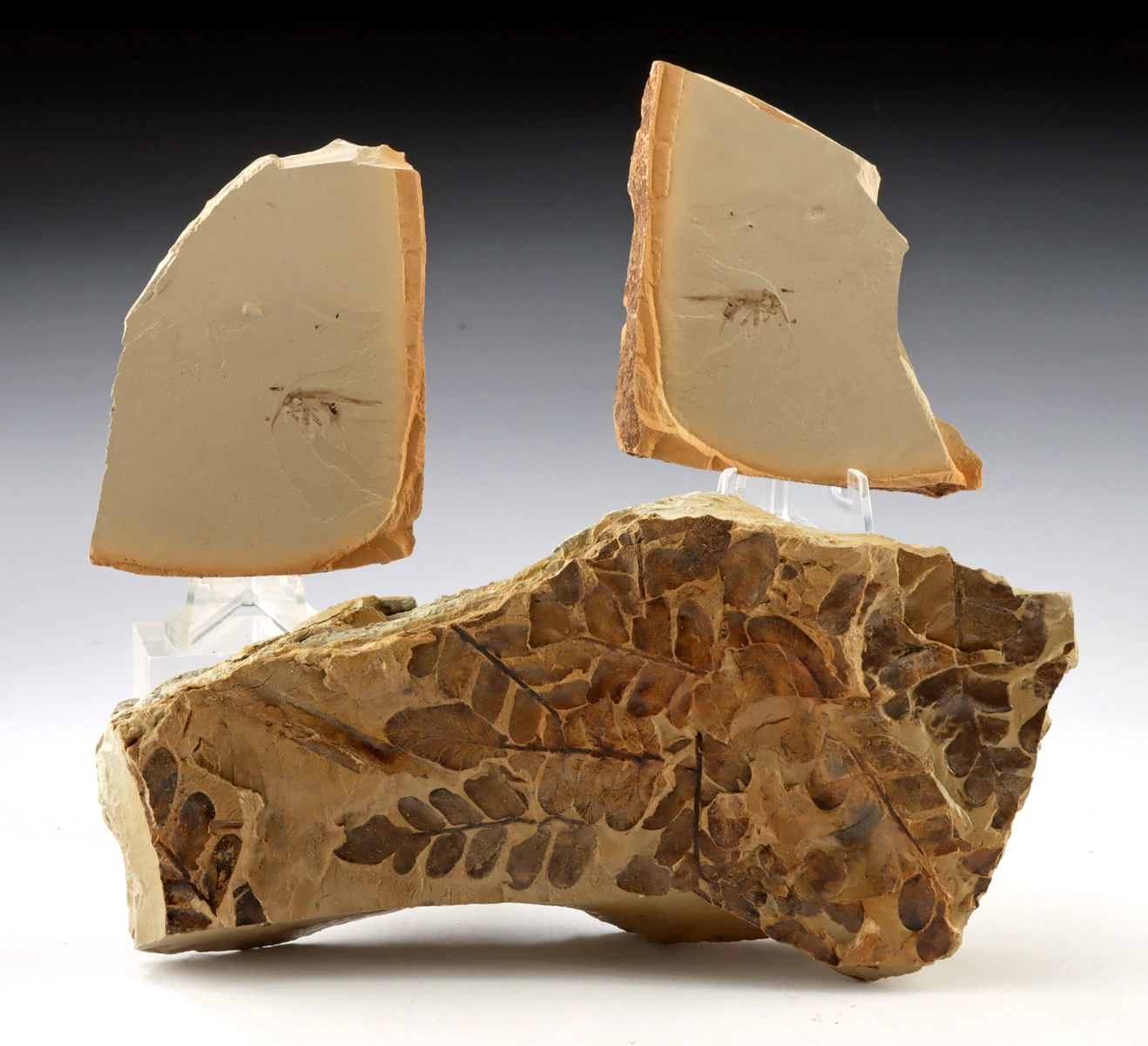 Prehistoric Fern & Eocene Cricket Fossils (Auction 2026-06-05, Lot 131)