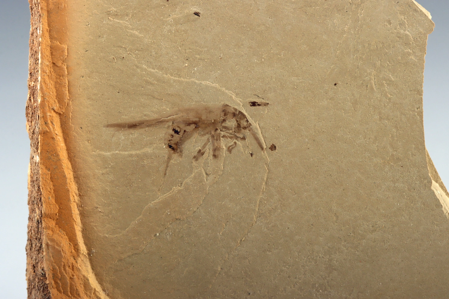 Prehistoric Fern & Eocene Cricket Fossils (Auction 2026-06-05, Lot 131) - Image 3