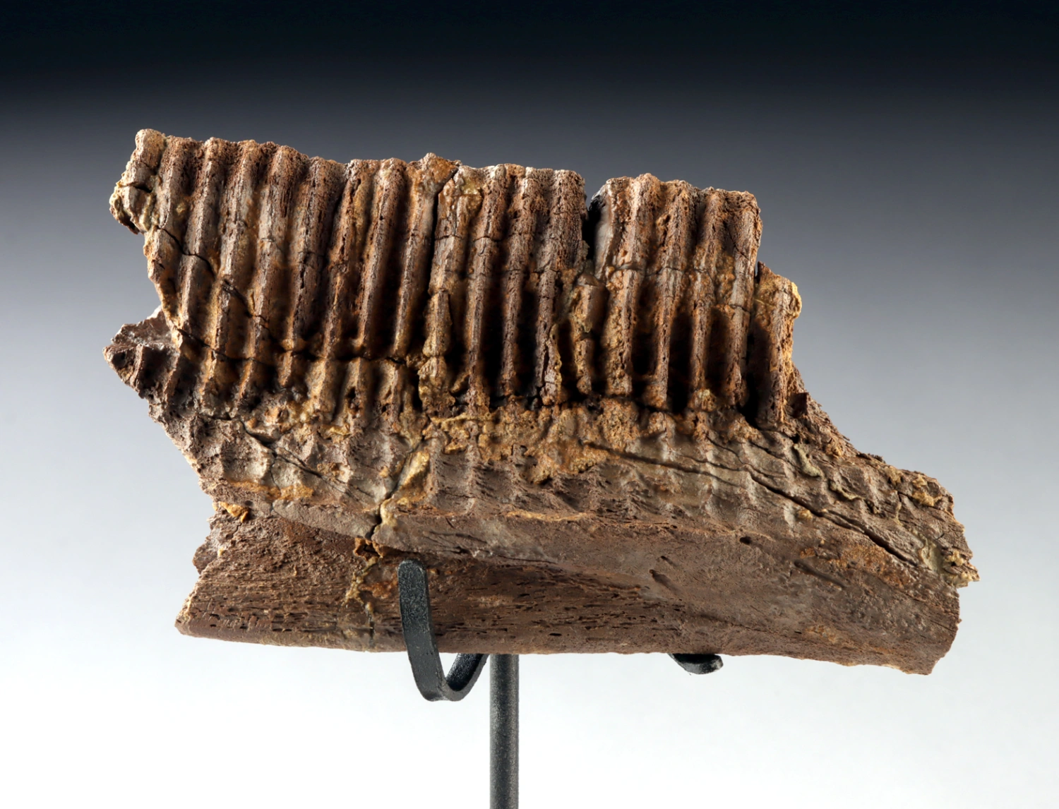 Dinosaur Edmontosaurus Jaw Segment & Tooth Structure (Auction 2026-06-05, Lot 127)