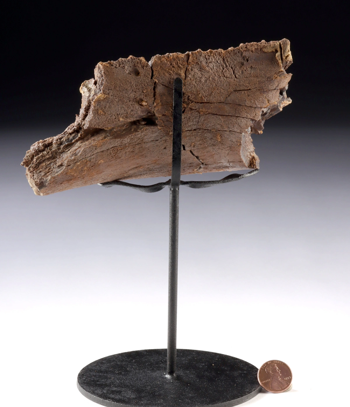 Dinosaur Edmontosaurus Jaw Segment & Tooth Structure (Auction 2026-06-05, Lot 127) - Image 3