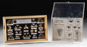 Prehistoric Shark Teeth & Mosasaur Fossil Collection (Auction 2026-06-05, Lot 140)