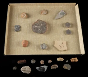 Fossil Collection: Trilobites, Ferns, Ammonites & Fish (Auction 2026-06-05, Lot 125)