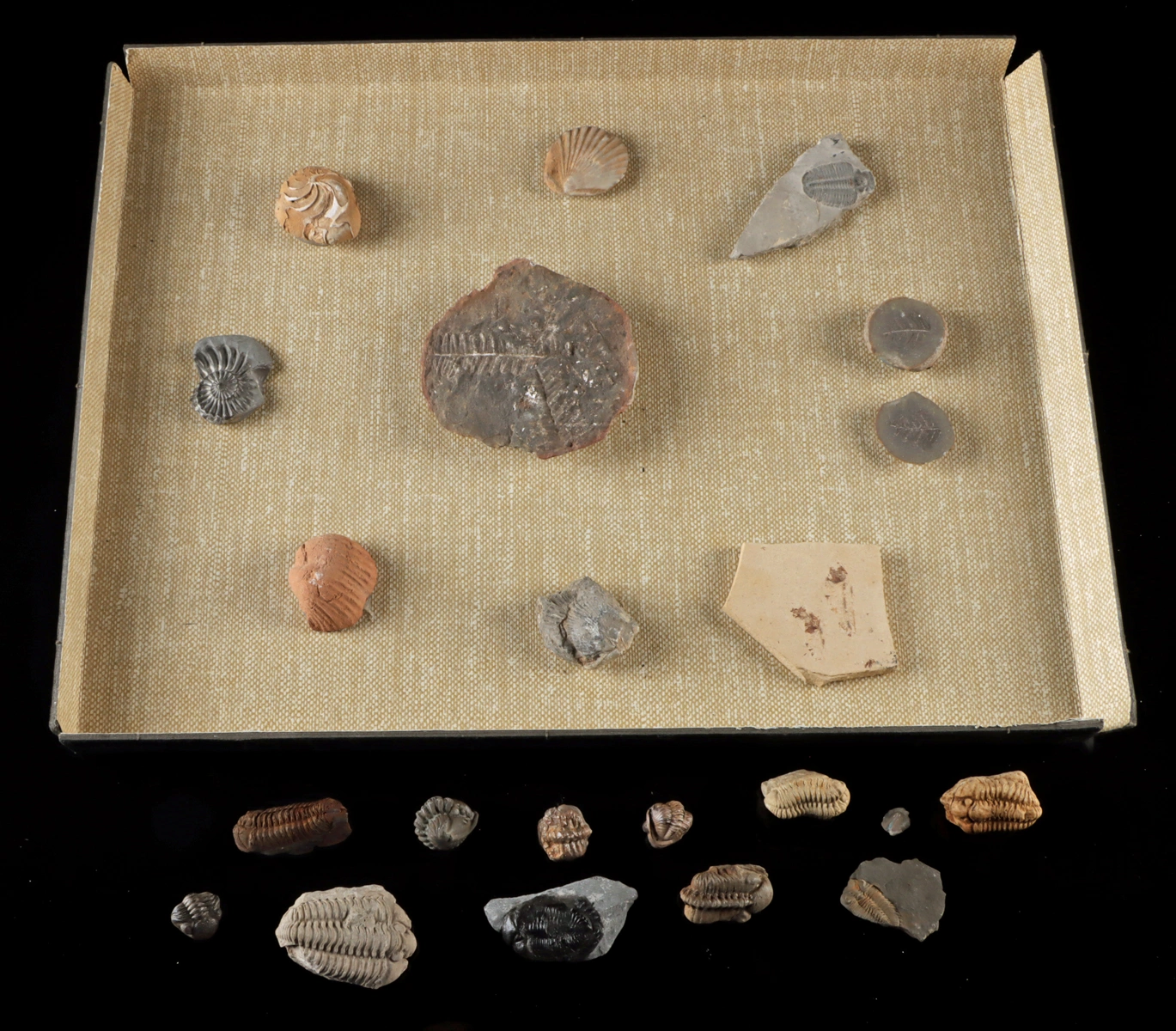 Fossil Collection: Trilobites, Ferns, Ammonites & Fish (Auction 2026-06-05, Lot 125)