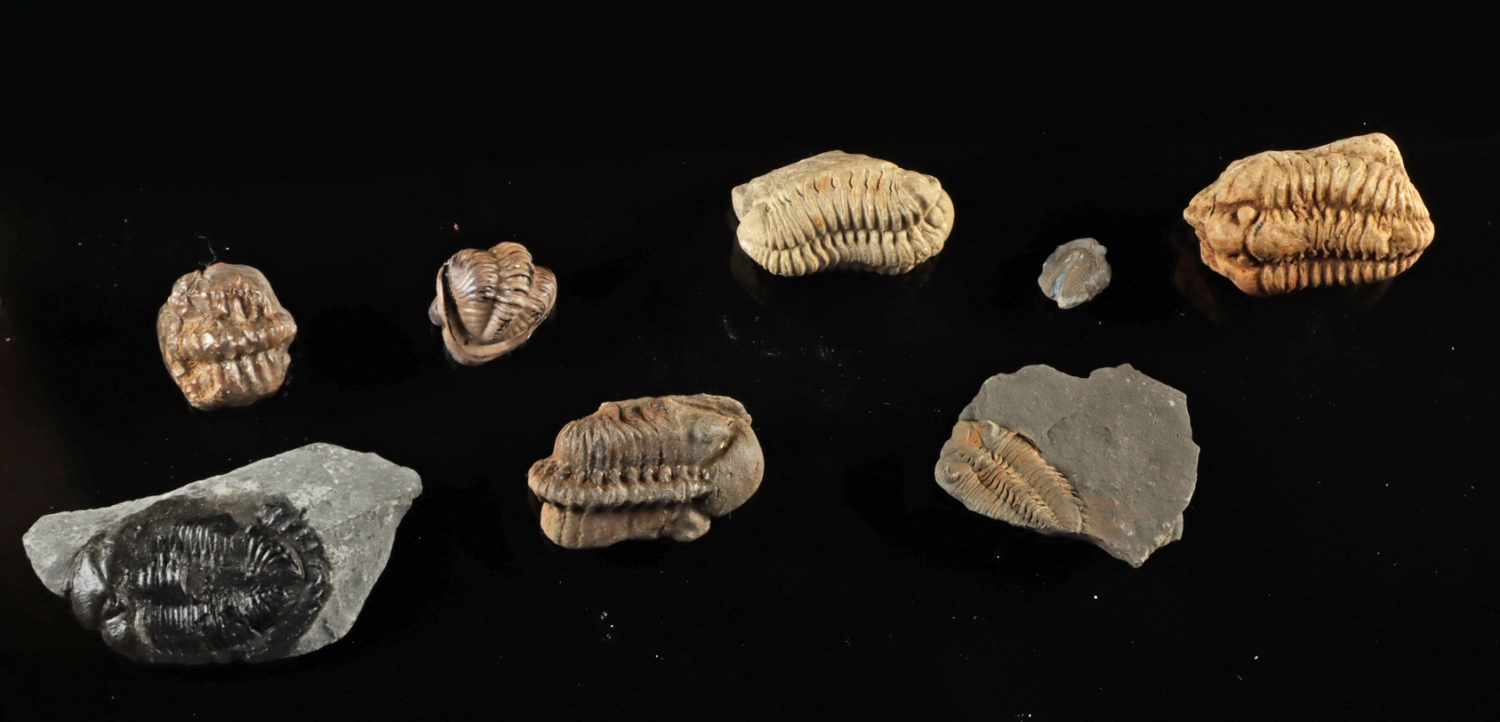 Fossil Collection: Trilobites, Ferns, Ammonites & Fish (Auction 2026-06-05, Lot 125) - Image 3