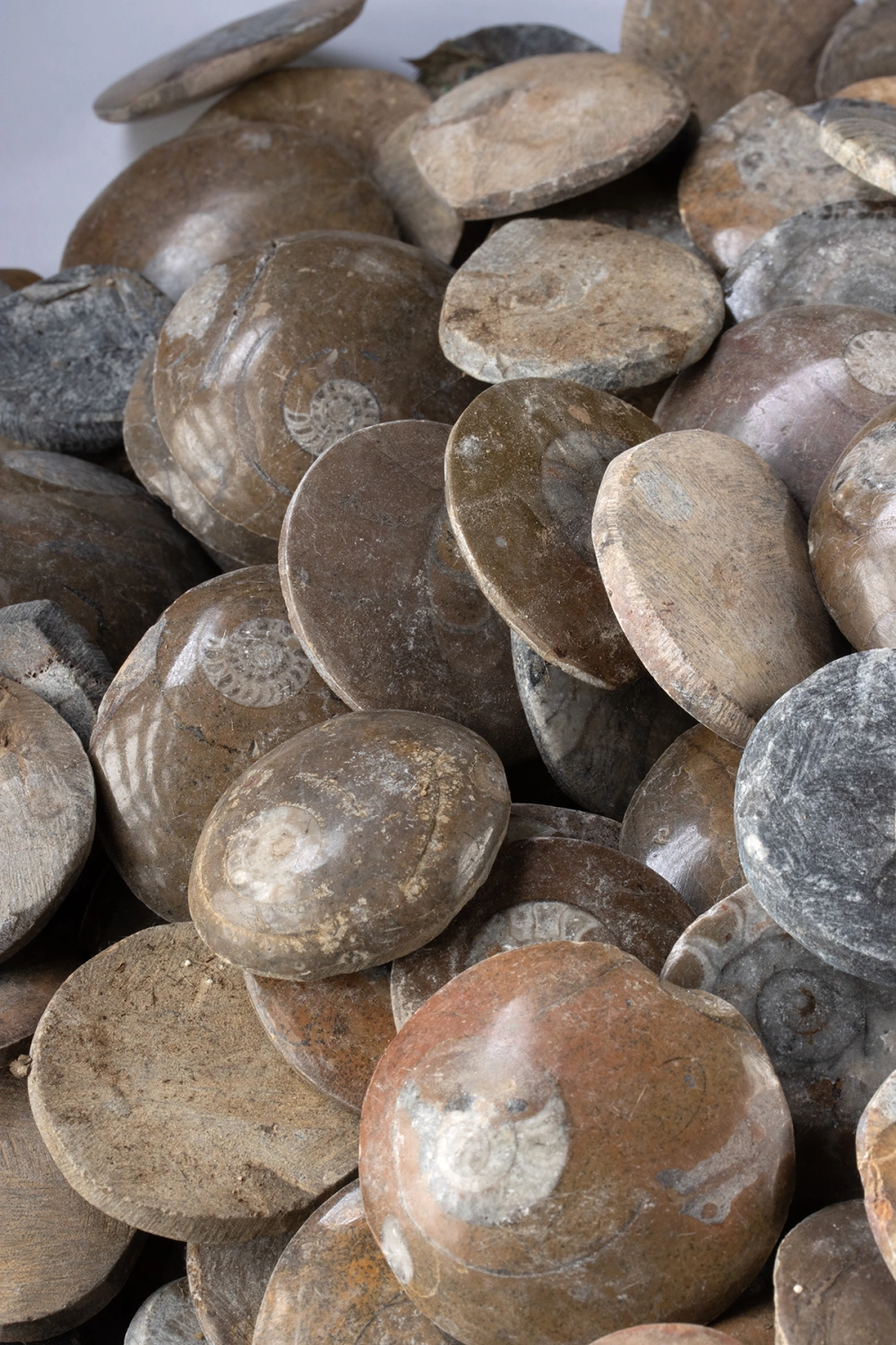 Hundreds of Polished Ammonite Shells in Stone Matrices (Auction 2026-06-05, Lot 126) - Image 3
