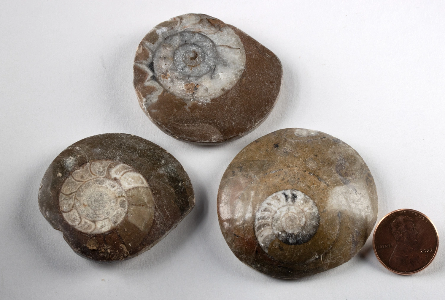 Hundreds of Polished Ammonite Shells in Stone Matrices (Auction 2026-06-05, Lot 126) - Image 4