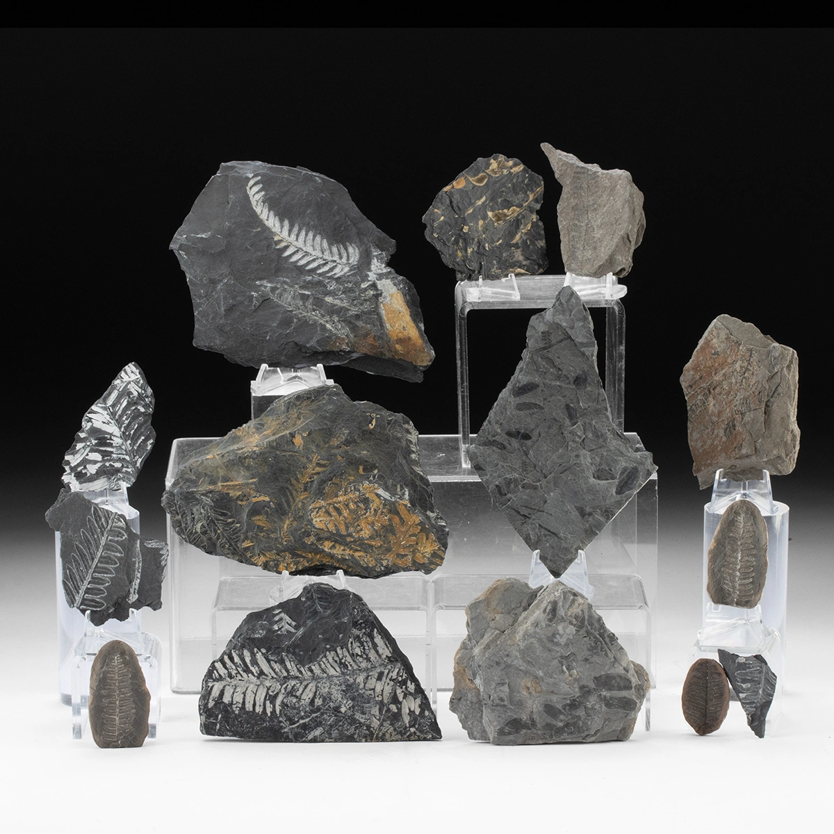 Prehistoric Assorted Fossilized Ferns in Matrices (Auction 2026-05-29, Lot 12A)