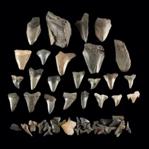 Fossil Shark Tooth Group - Megalodon, Otodus & Lamnidae (Auction 2026-06-05, Lot 135A)