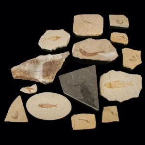 Eocene Fossil Fish Group, Green River Formation & Lebanon (Auction 2026-06-05, Lot 127A)