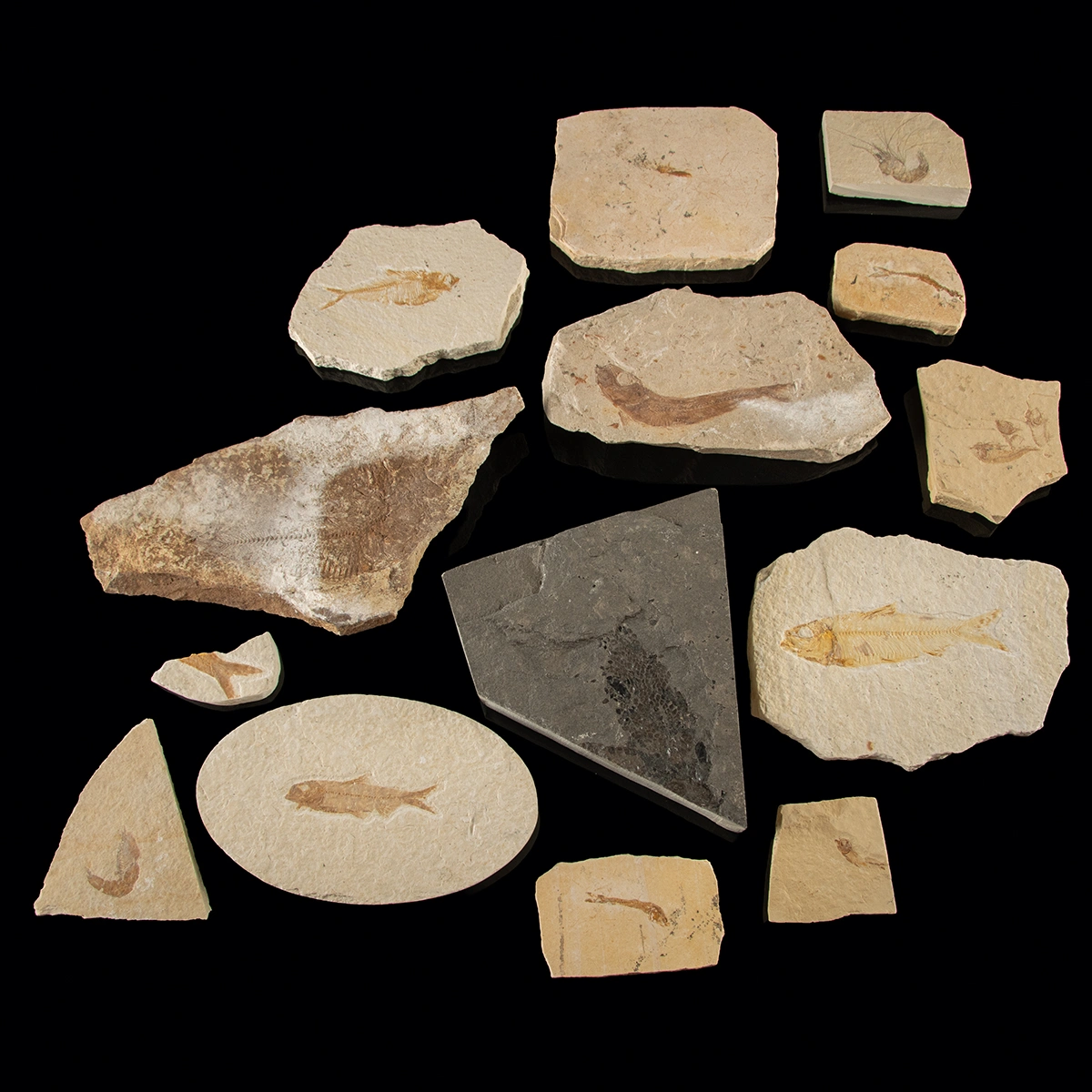 Eocene Fossil Fish Group, Green River Formation & Lebanon (Auction 2026-06-05, Lot 127A)