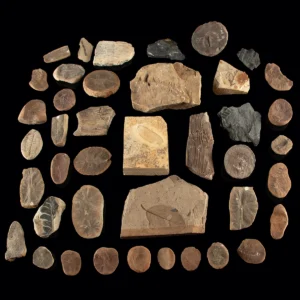 Carboniferous Botanical Fossil Group - Ferns, Leaves & Calamites (Auction 2026-06-05, Lot 125A)