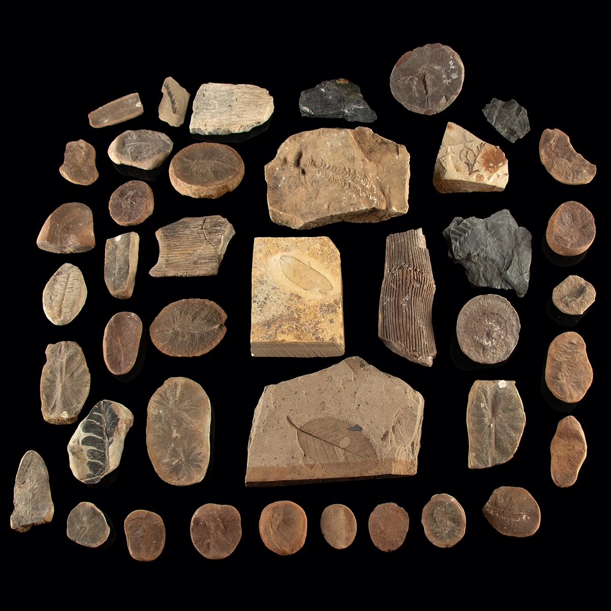 Carboniferous Botanical Fossil Group - Ferns, Leaves & Calamites (Auction 2026-06-05, Lot 125A)