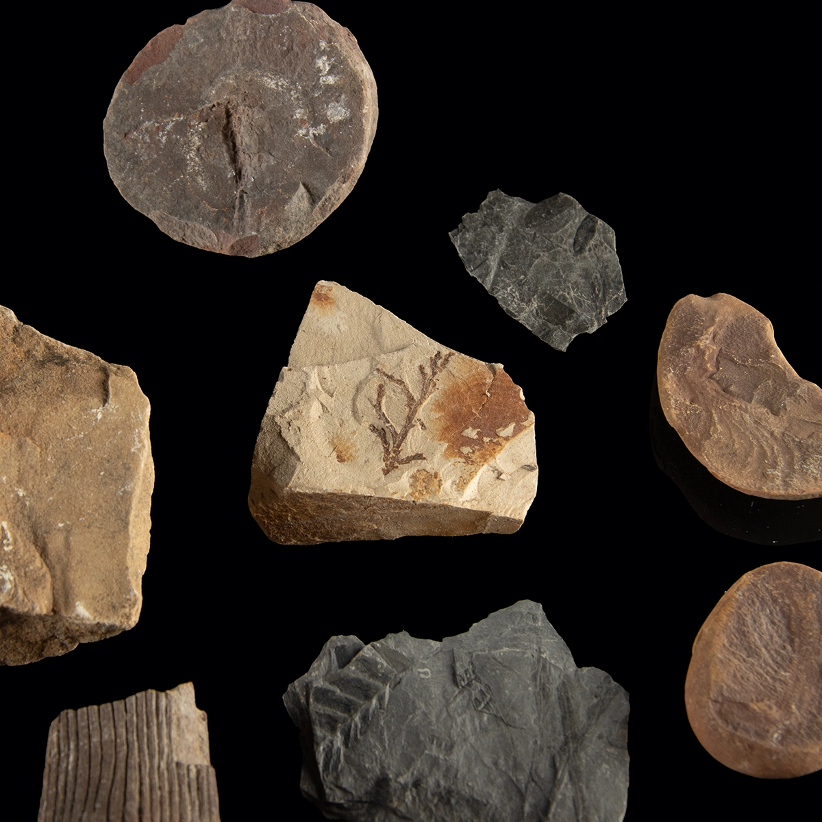 Carboniferous Botanical Fossil Group - Ferns, Leaves & Calamites (Auction 2026-06-05, Lot 125A) - Image 3
